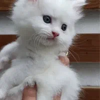 گربه.پرشین اسکاتیش پریتیش