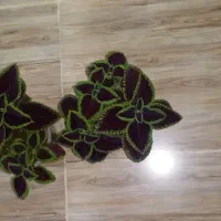 گل حسن یوسف شاداب وزیبا