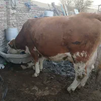 گاوسمیتال باگوساله قرمز|حیوانات مزرعه|اهر, |دیوار