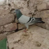 سلام مجسمه|مجسمه، تندیس، ماکت|زابل, |دیوار