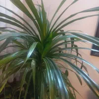 پاندانوس با پاجوش و زیبا|گل و گیاه طبیعی|تهران, تهرانسر شرقی|دیوار