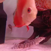 ماهی اکواریوم دیسکس میگو شریمپ تصفیه و سختی سنج آب