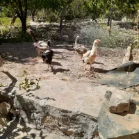 ۵عدد مر غ و خروس لاری