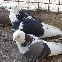 ۶تایکجا|پرنده|نهاوند, |دیوار