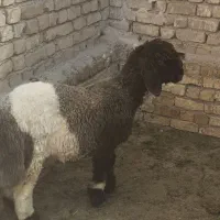 بره چاق