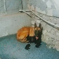 توله مالینیوز عکس نمایشی از نزدیک بیاین ببینین