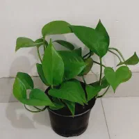 فقط 120|گل و گیاه طبیعی|گرگان, |دیوار