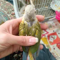 جوجه گرینچیک