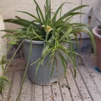 گل فقط ۷۰ تومان