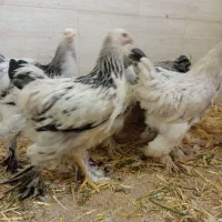 برهما لایت