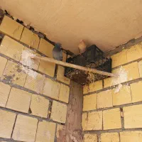 کبوتر|پرنده|زیباشهر, |دیوار