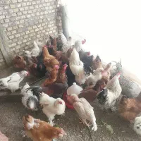 فروش ۴۷عدد مرغوخروس درجه یک