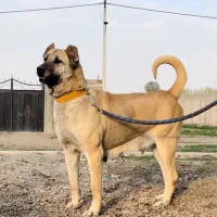 ماده سرابی درجه یک|سگ|اردبیل, |دیوار