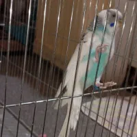 مرغ عشق نر بالغ|پرنده|مسجد سلیمان, |دیوار