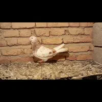 کبوتر|پرنده|مشگین شهر, |دیوار