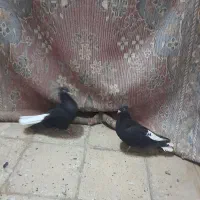 پرنده جفت اشعل|پرنده|اهواز, کیان اباد|دیوار