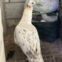 فروش طاووس ماده