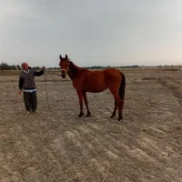 ترکمن مادیان