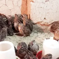 قیمت دونه ۸۰ هزار