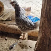 خروس محلی|حیوانات مزرعه|تاکستان, |دیوار