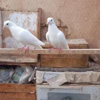 گرفتی عید تیر ماه