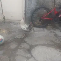 دو عدد خروس محلی|حیوانات مزرعه|صحنه, |دیوار