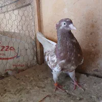 کبوتر