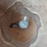 کبوتر|پرنده|محمدیه-قزوین, |دیوار