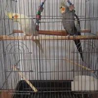 یک جفت عروس هلندی|پرنده|بندر انزلی, طالب آباد|دیوار