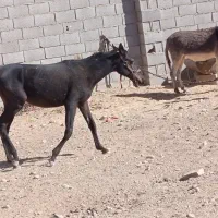 اسب دره شو|اسب و تجهیزات اسبسواری|شهرضا, |دیوار