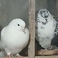 حیوان پرشی|پرنده|گرگان, |دیوار