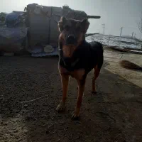 سگ ژرمن|سگ|اسدآباد, |دیوار