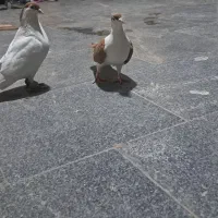 کبوتر پلاس افغان