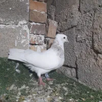 کبوتر طوقی آجری خال سیاه|پرنده|گنبد کاووس, |دیوار