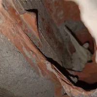 مرغ عشق|پرنده|بم, |دیوار