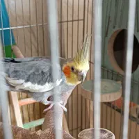 عروس هلندی جفت