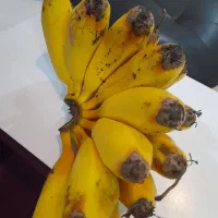 نهالموز سردسیری کاندوش پرحاصل|گل و گیاه طبیعی|اندیشه, اندیشه فاز ۴|دیوار