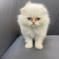 اسکاتیش لانگ و بریتیش گلد قیمت مناسب|گربه|بوشهر, |دیوار