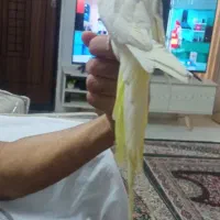 عروس هلندی ماده دستی|پرنده|اصفهان, بوزان|دیوار