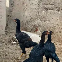 جوجه لاری
