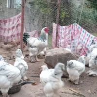 مرغ وخروس محلی، مرغ وخروس برهما، اسرائیلی