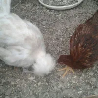 جوجه مرغ و خروس