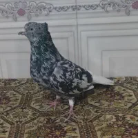 کوهی دم سفید  شیبان