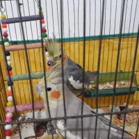 یک جفت طوطی عروس نر سخنگو یک میلیون|پرنده|لاهیجان, کوی زمانی|دیوار