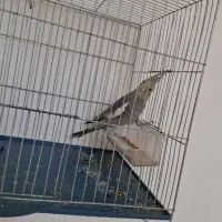 عروس هلندی