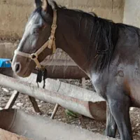 اسب|حیوانات مزرعه|شیراز, کفترک|دیوار