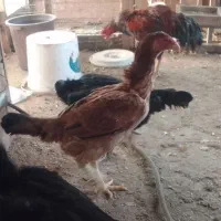 فروش مرغ وخروس لاری ترک|حیوانات مزرعه|نوشهر, |دیوار