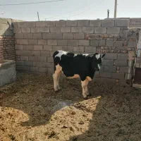 گوساله ماده|حیوانات مزرعه|بردسکن, |دیوار