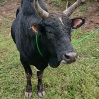 ورزاکوله خوشگل