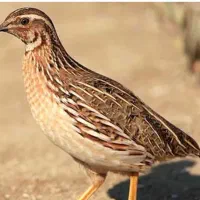 بلدرچین|پرنده|شوشتر, |دیوار